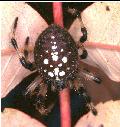 female Araneus  spider