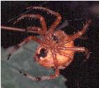 female Araneus spider