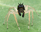  dimorphic jumping spider