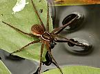  Six-spotted Fishing Spider image