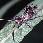 euphorbia bug