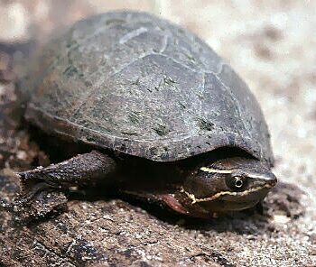 adult musk turtle