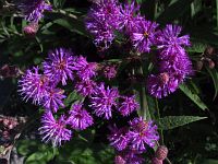 Ironweed in bloom
