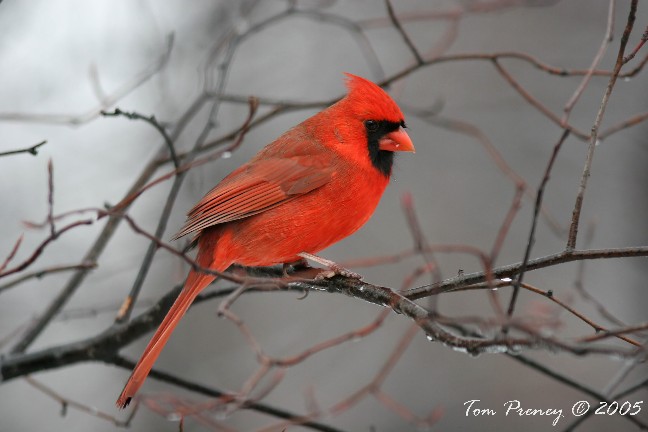 photo of Northern Cardinal at Ojibway, by Tom Preney