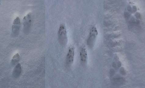 cottontail, squirrel and coyote tracks