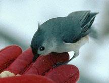 Tufted Titmouse and peanuts in hand