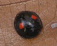 Twice Stabbed Lady Beetle, photo by Tom Preney
