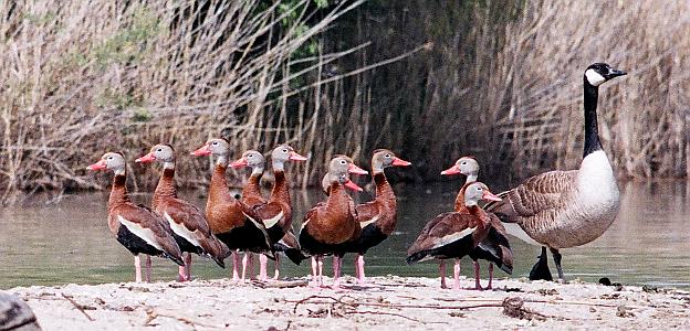 Black-bellied Whistling-Ducks at Peche Island, Windsor, photo by Alan Wright